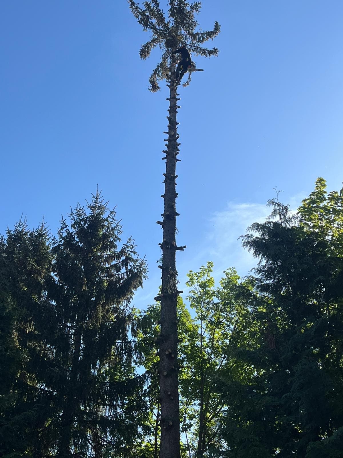 Démontage d'un résineux en hauteur, tronçonneuse en main