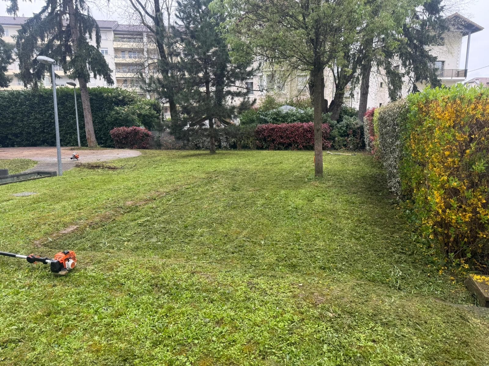 Pelouse fraîchement débroussaillée avec débroussailleuse professionnelle