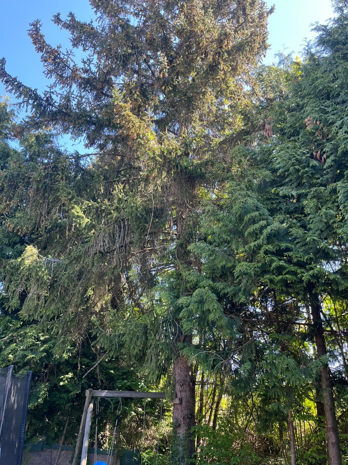 Grand résineux de jardin résidentiel avant entretien