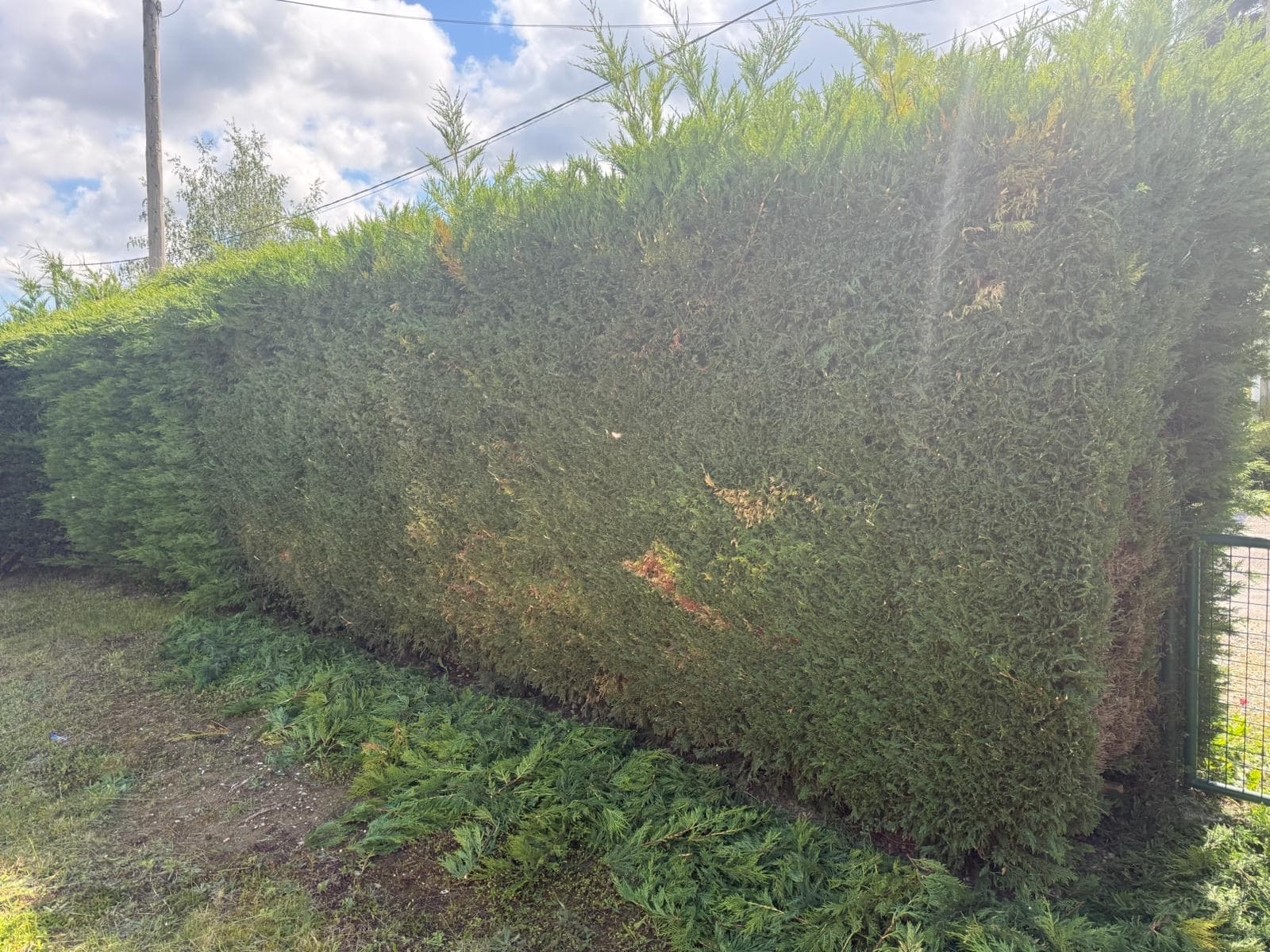 Haie fraîchement taillée avec branchages évacués au sol