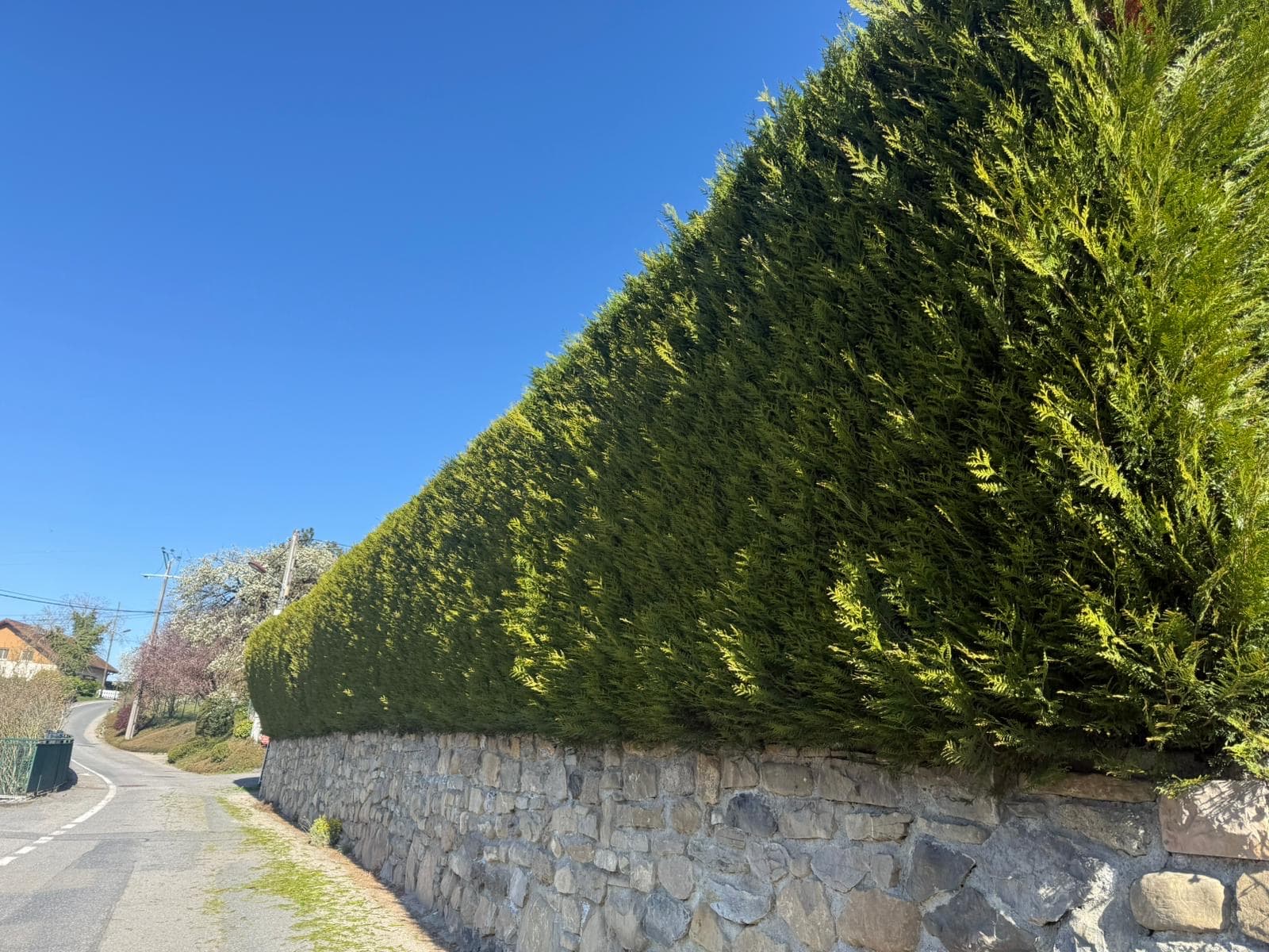 Grande haie taillée toutes hauteurs le long d'un mur en pierre