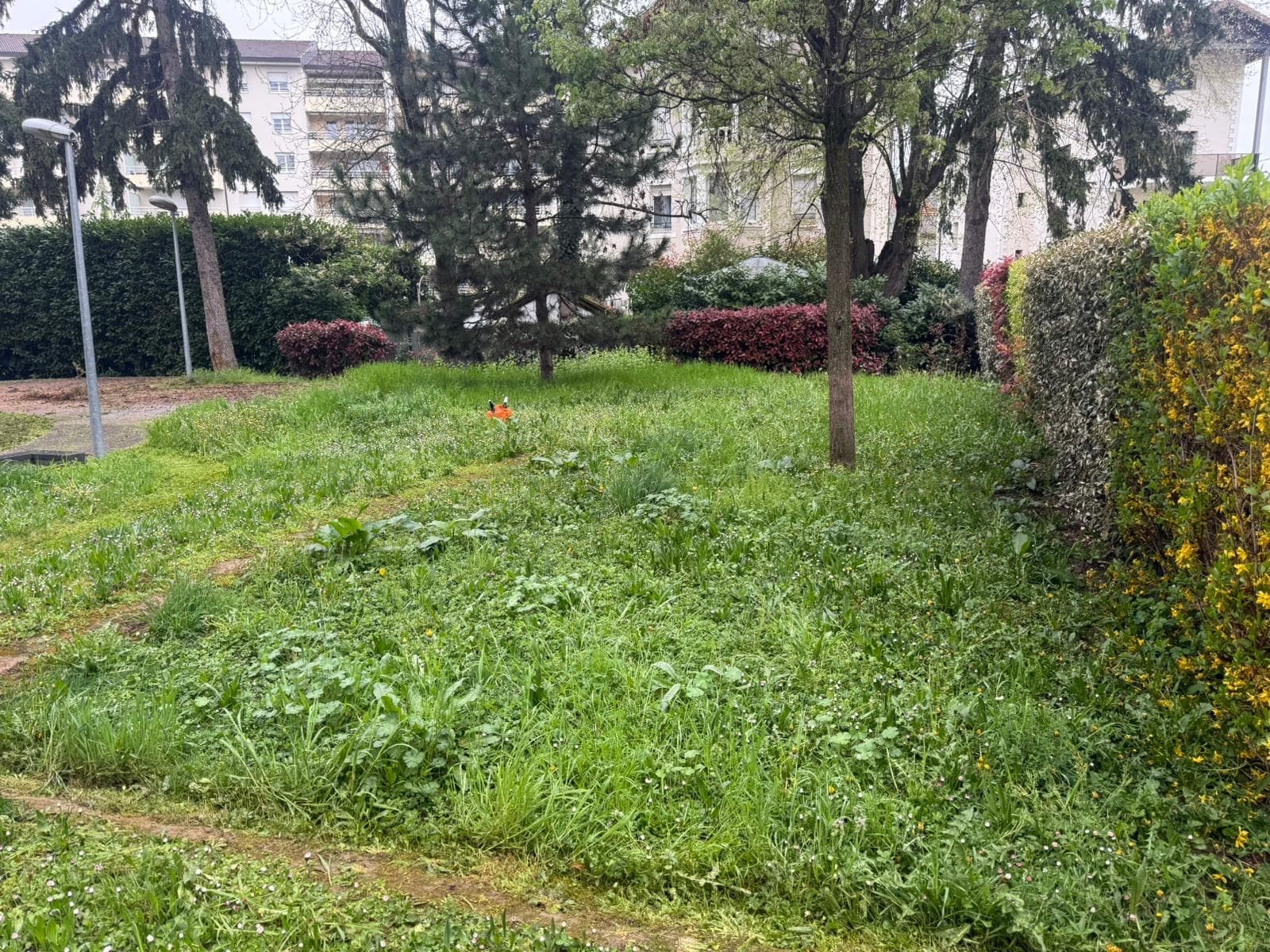 Terrain envahi par les herbes hautes avant intervention